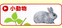 小動物