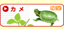 カメ