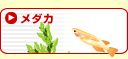 メダカ