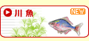 川魚