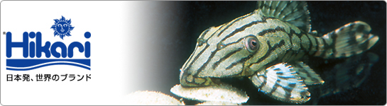 日本発、世界のブランド Hikari