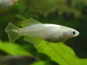 青光めだか(パールブルー)