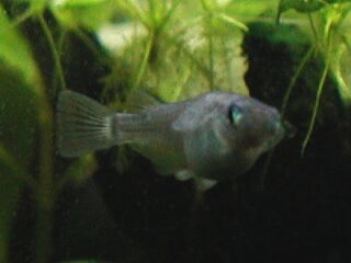 青めだか(パープル)