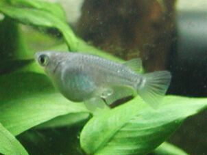 青半だるま(パープル)