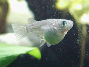 青半だるま(パープル)