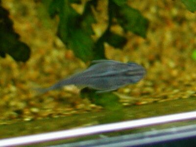 青半だるま(パープル)