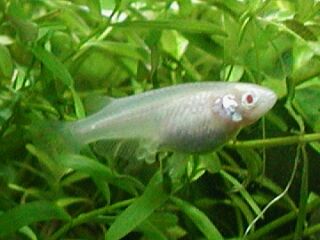 アルビノめだか