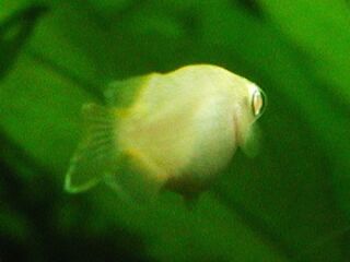 アルビノの目(レンズ)