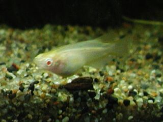 アルビノめだか