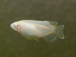 アルビノ半だるま