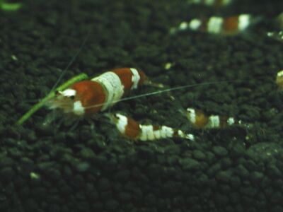 クリスタル・レッド・シュリンプ