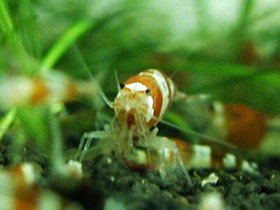 クリスタル・レッド・シュリンプ