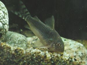 コリドラス・ゴッセイ