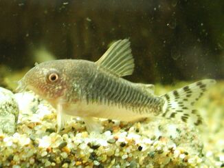 コリドラス・ゴッセイ