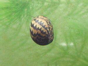 イナズマカノコ