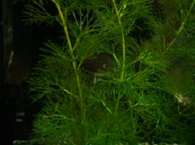 水草から顔を出している稚魚