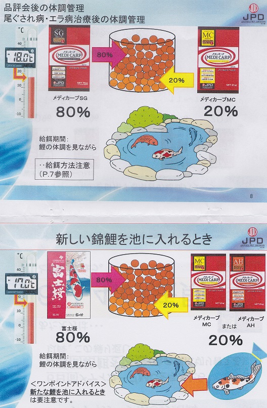 新しい錦鯉を池に入れる時・ニチドウ飼料